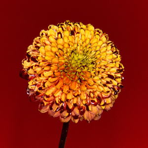 午夜性福利视频
