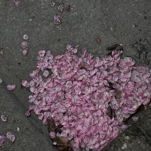 张雨绮裸被❌喷水
