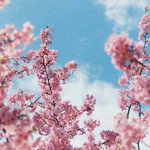 凯·帕克姨妈三部曲
